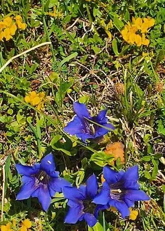 Alpenchalet Im Steirischen Salzkammergut Tauplitz