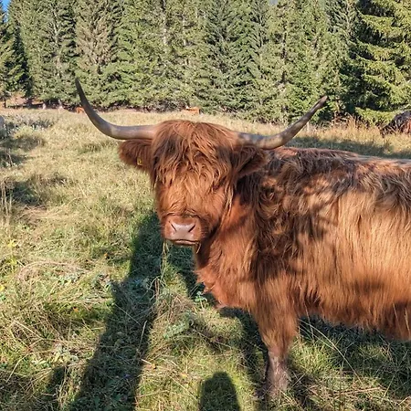 Holiday home Alpenchalet Im Steirischen Salzkammergut Tauplitz