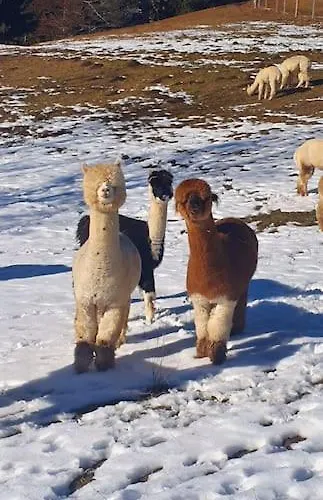 Alpenchalet Im Steirischen Salzkammergut Semesterbostad Tauplitz